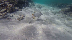 Cantherhines dumerilii