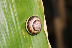 Cepaea