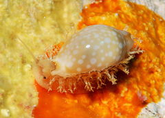 Cryptocypraea dillwyni