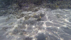 Cantherhines dumerilii