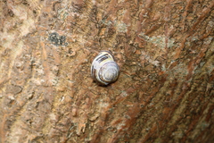 Cepaea nemoralis