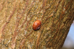 Cepaea