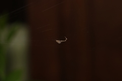 Uloborus plumipes