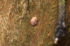 Cepaea