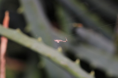 Uloborus plumipes