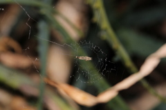 Uloborus plumipes
