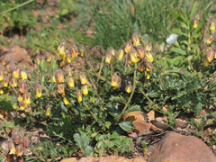 Hermannia grossularifolia