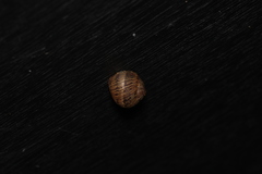 Cornu aspersum