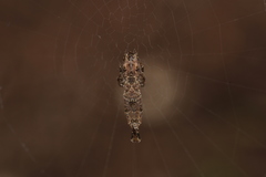 Uloborus plumipes
