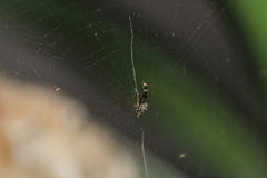Uloborus plumipes