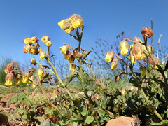 Hermannia grossularifolia