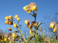 Hermannia grossularifolia