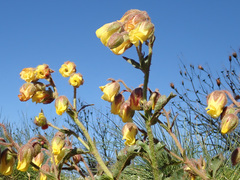 Hermannia grossularifolia