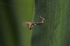 Uloborus plumipes