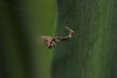 Uloborus plumipes
