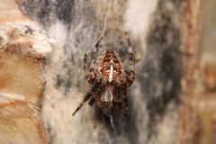 Araneus diadematus