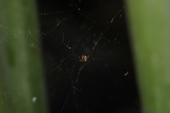 Parasteatoda tepidariorum