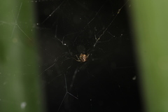 Parasteatoda tepidariorum