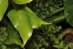 Tetragnatha