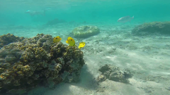 Chaetodon interruptus