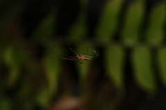Tetragnatha