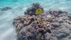 Chaetodon interruptus