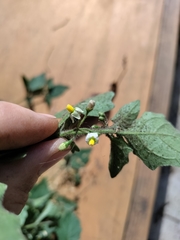 Solanum nigrum