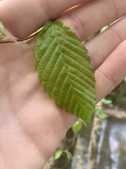Styrax americanus