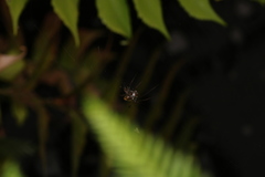 Tetragnatha