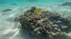 Chaetodon interruptus