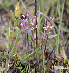 Polygala crenata