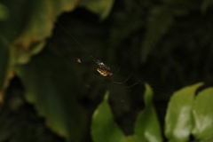 Tetragnatha