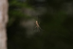 Tetragnatha