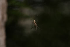 Tetragnatha
