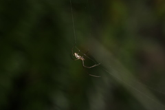 Tetragnatha