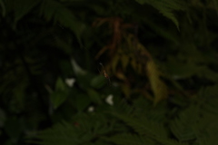 Tetragnatha