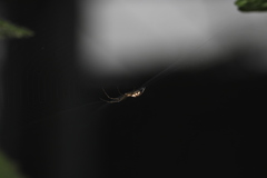 Tetragnatha