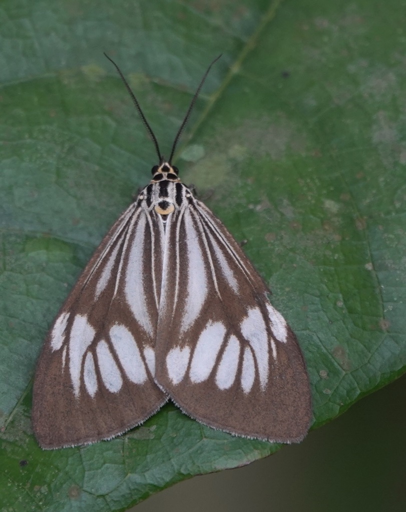 Nyctemera lacticinia