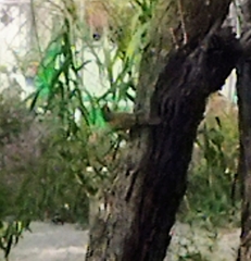 Campylorhynchus jocosus