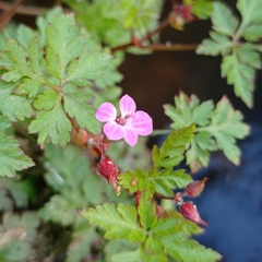 Geranium