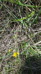 Chamaecytisus hirsutus