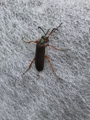 Lytta aenea