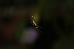 Tetragnatha