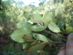 Caloptilia chrysitis