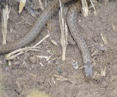 Macroprotodon mauritanicus