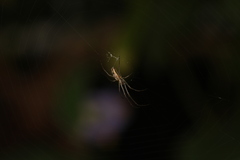 Tetragnatha
