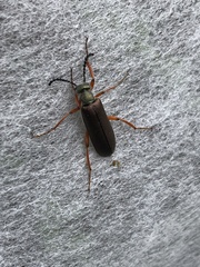 Lytta aenea