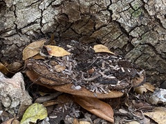 Fulvifomes floridanus