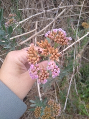 Tessaria absinthioides