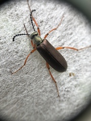 Lytta aenea